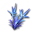 False Aggela