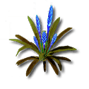 Thorny Yazhen